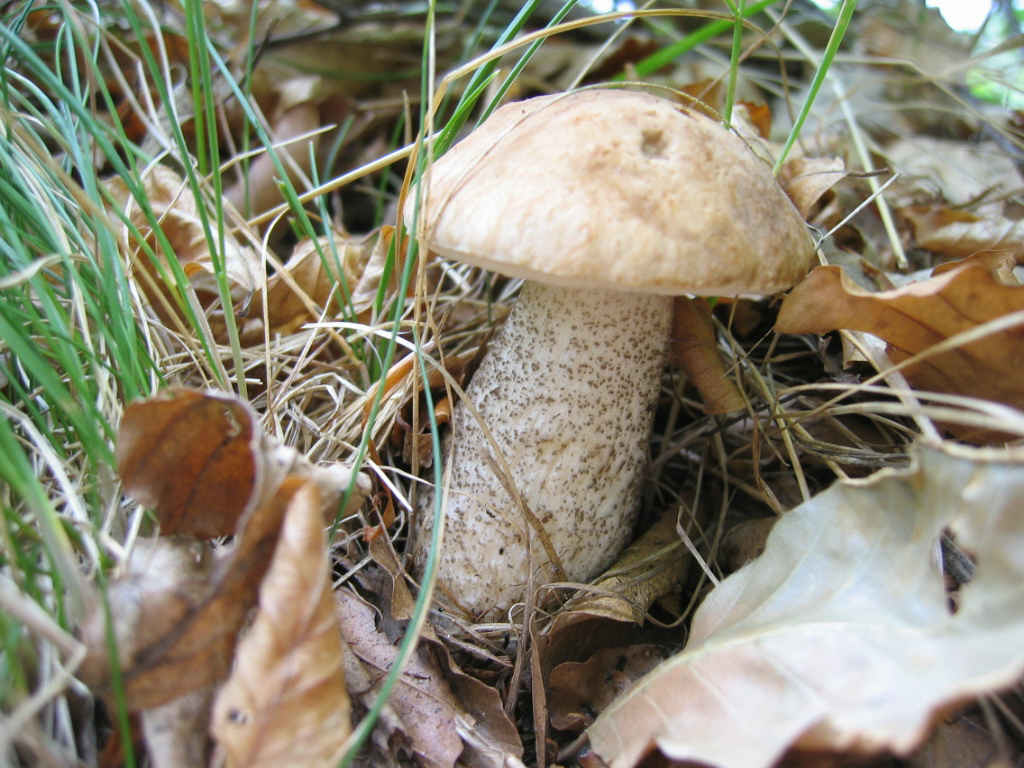 2005 :  Un anno di funghi